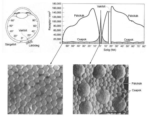 Receptorsejtek eloszlása a retinán Fényérzékelés molekuláris mechanizmusa Rodopszin (látóbíbor) = opszin (fehérje) + retinal (kromofór) Opszin: integráns membránprotein 7