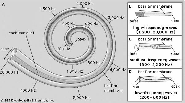 feszültségérzékeny Ca 2+ -csatornák nyitnak, Ca 2+ beáramlik neurotranszmitter szinaptikus