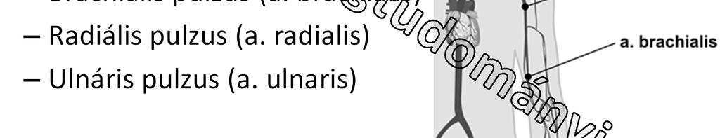 Pulzus A pulzusmérés helyei Felső