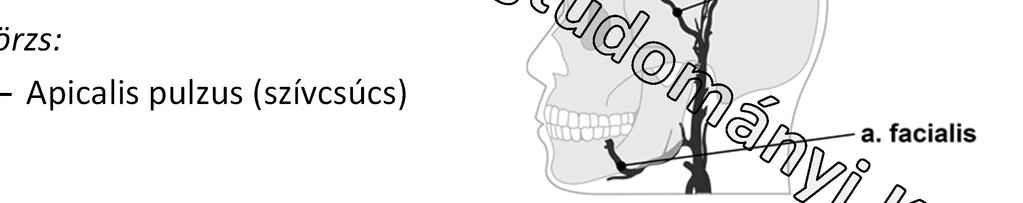Carotispulzus (a.