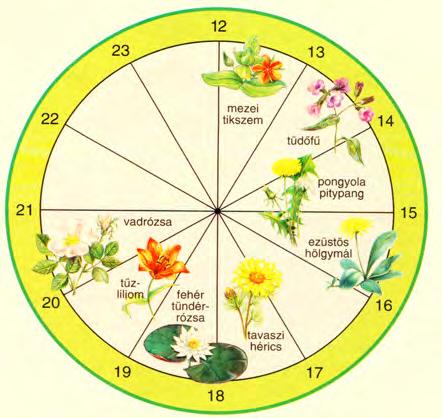 hajnali és reggeli fokozatos megszólalásában (madáróra), a virágok, virágzatok nyílásában és becsukódásában (virágóra, 5.23. ábra)