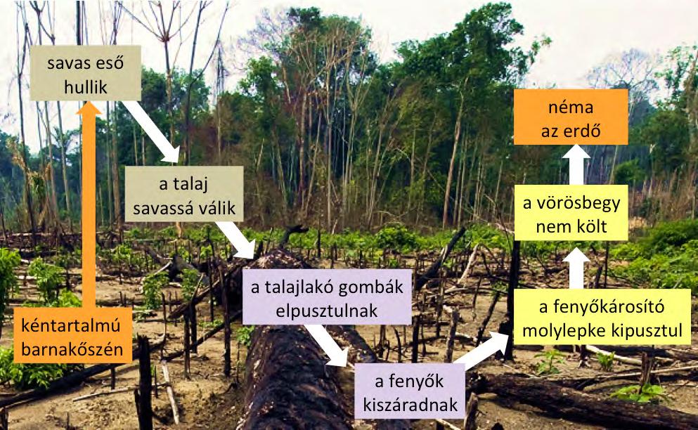 6.1. ábra. Oksági összefüggéseket bemutató kapcsolati háló (Victor A.) 6.2. ábra. A fukushimai atomerőmű- katasztrófa folyamatábrája (Victor A.