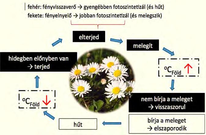 - - - Ezért a feketék kezdenek visszaszorulni, és helyüket (a meleget jobban bíró, bár gyengébben fotoszintetizáló) fehérek veszik át.