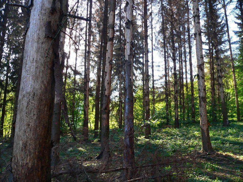 A Pilisi Parkerdő Zrt. területén található károsodott fenyves 2012-ben. Az erdészet még abban az évben megkezdte a felújítást bükk és kocsánytalantölgy fajokkal. Fotó: Pilisi Parkerdő Zrt.