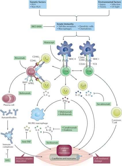 Kezelés: Immune-related potential therapeutic targets in myositis