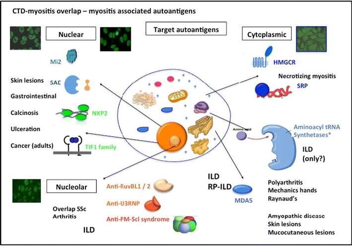 Autoantibodies: a Review. Clin Rev Allergy Immunol. Oddis, C. V.