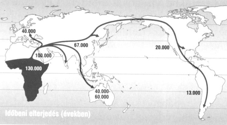 Dryopithecus (tölgymajom) nemzetség az ember és az emberszabású majmok közös őse. 300 cm 3 -es agykoponya, négy lábon járás.