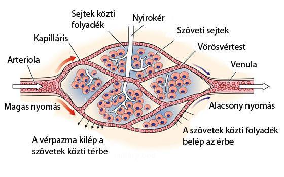 Belső terhelés, hajszálerek Bemelegítéskor a hajszálerek