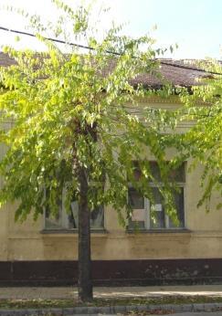Jó Felvétel ideje: 2017. 08.10. 19 5 Tomori utca 10.