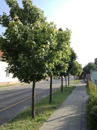 16. Sorszám A táji és természeti érték megnevezése Javasolt védettségi fok 2 Juharfasor Helyi