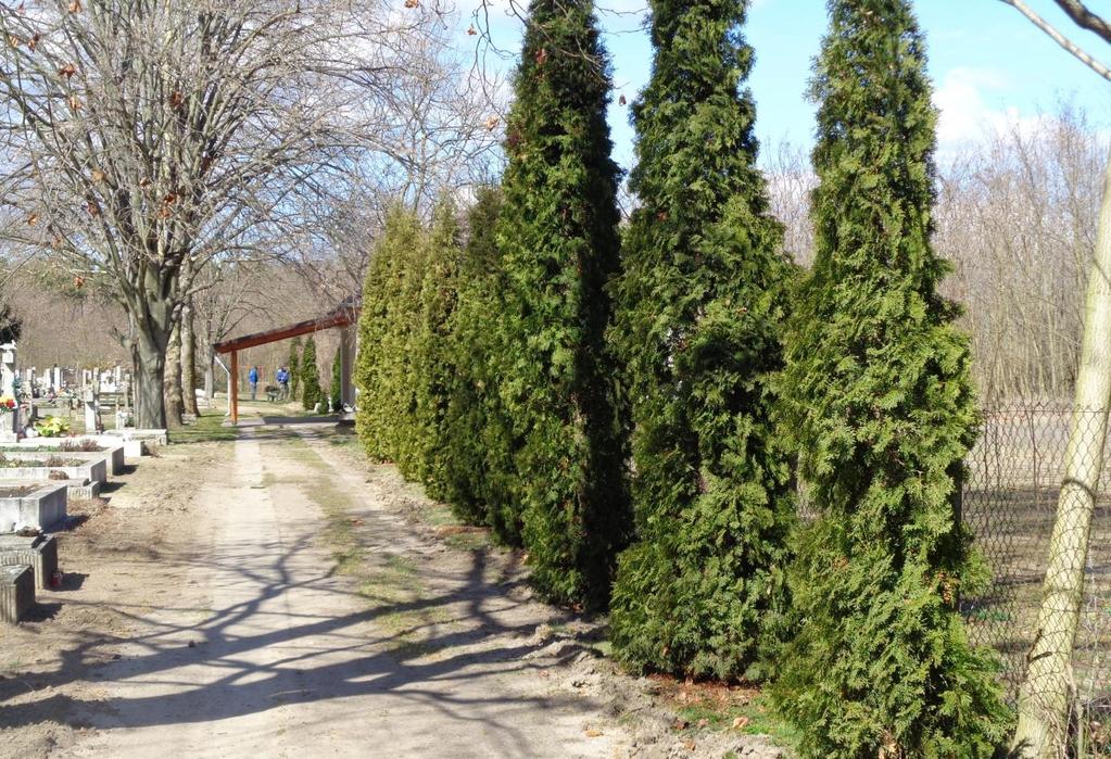 22 A ravatalozó környéke a tuja