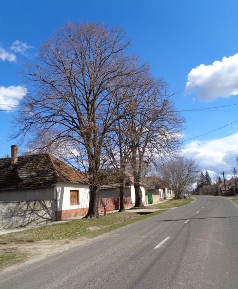 előtt három-három hársfa.