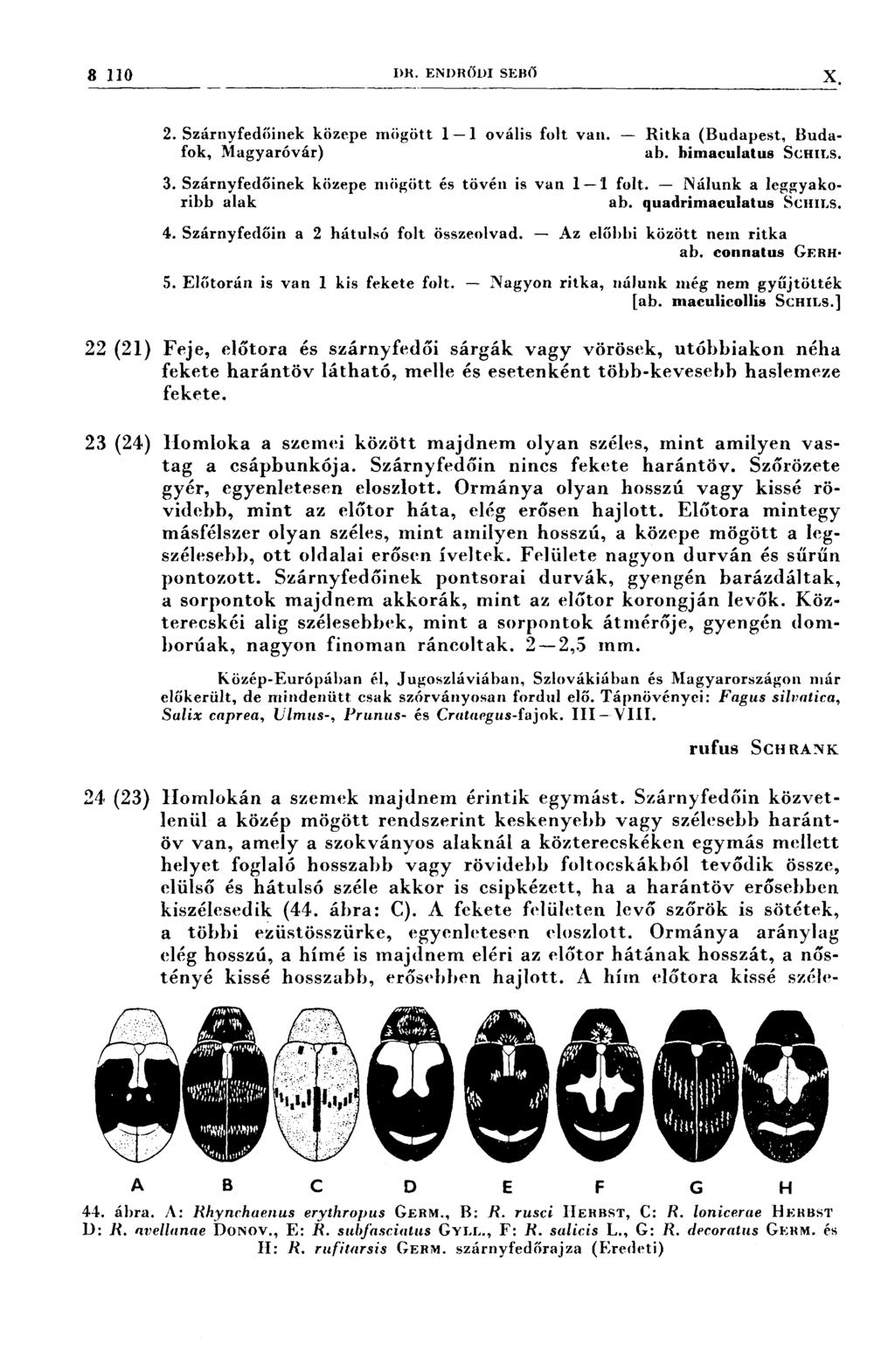 8 110 DR. ENDRŐDI SEBŐ X 7* 7, 7 * 7:1, 7 T- ez 7: ý 2. Szárnyfedőinek közepe mögött 1-l ovális folt van. -- Ritka (Budapest, Budafok, Magyaróvár) al). lıímaculatus SGHILS. 3.