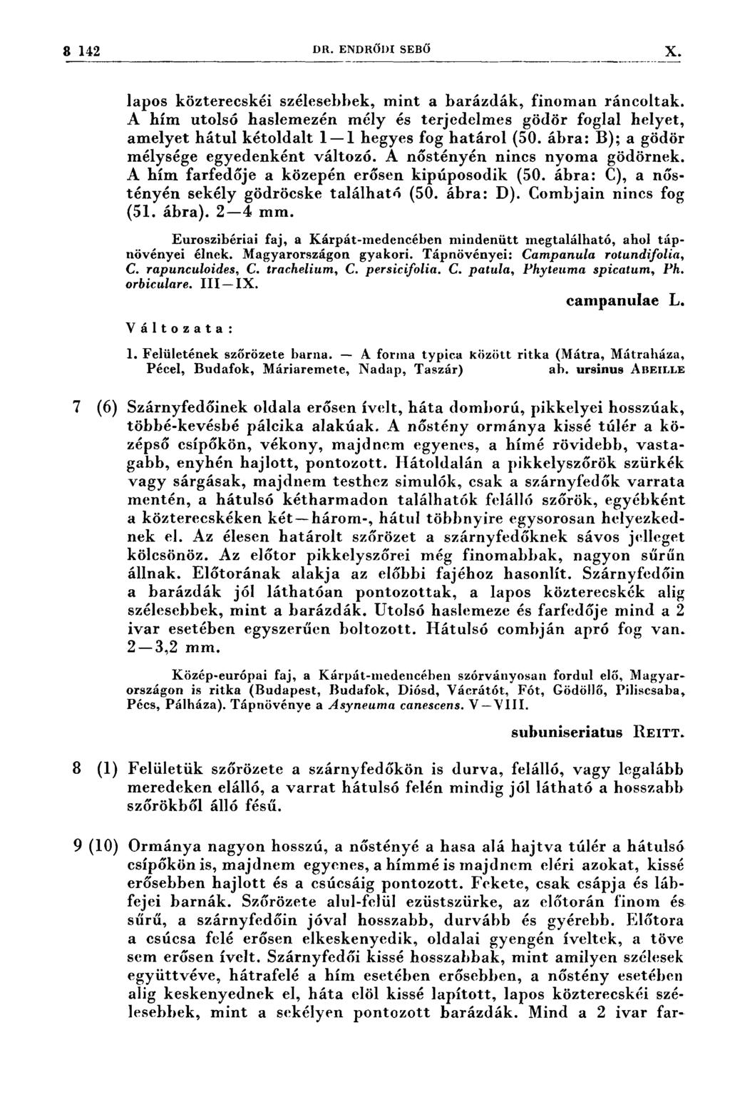 142 DR. ENDRŐDI SEBŐ X lapos közterecskéi szélesebbek, mint a barázdák, finoman ráncoltak.