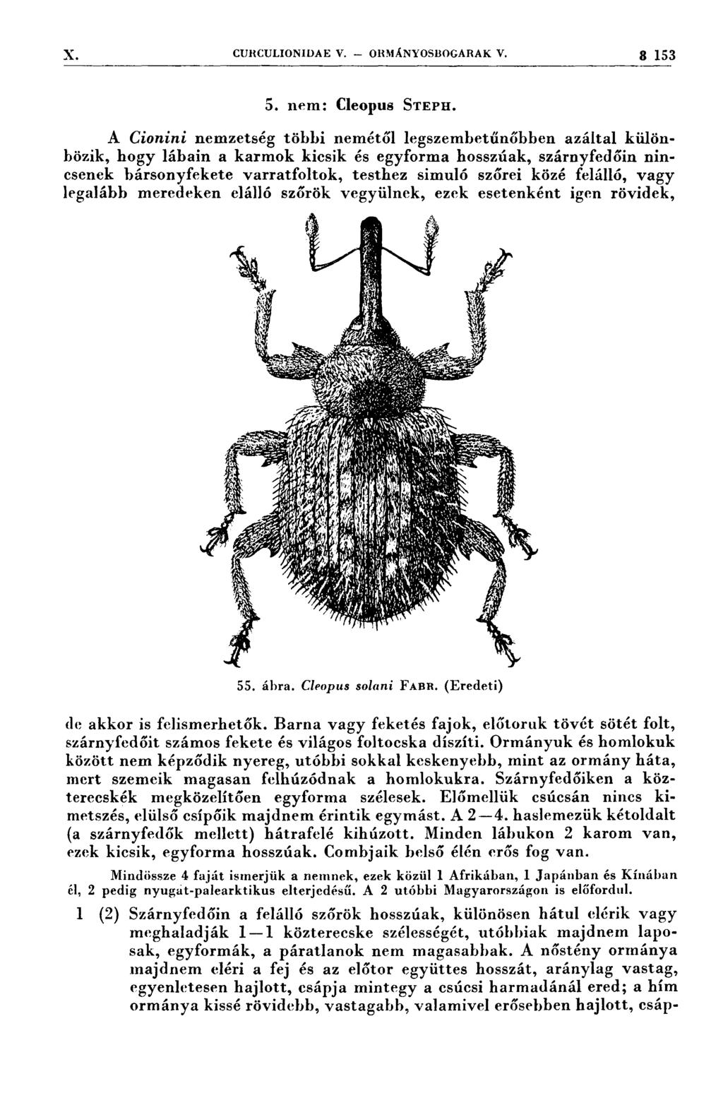I ÍL.K `D' V8 - ` 'Én19%: ' ` '... ` -A X CURCULIONIDAE v. 7 o1ımányosıso(;arak v. 3 153 5. nem: Cleopus STEPH.