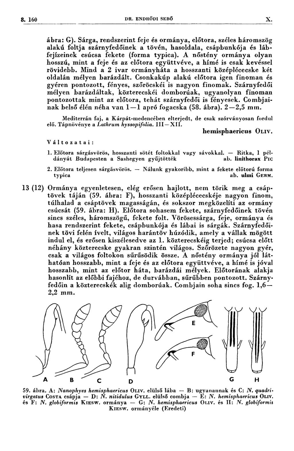 8. 160 DR. ENDRŐDI sı-:nõ X, : 7 177 77 W* ; i, ;; 77 ;.- ábra: G).
