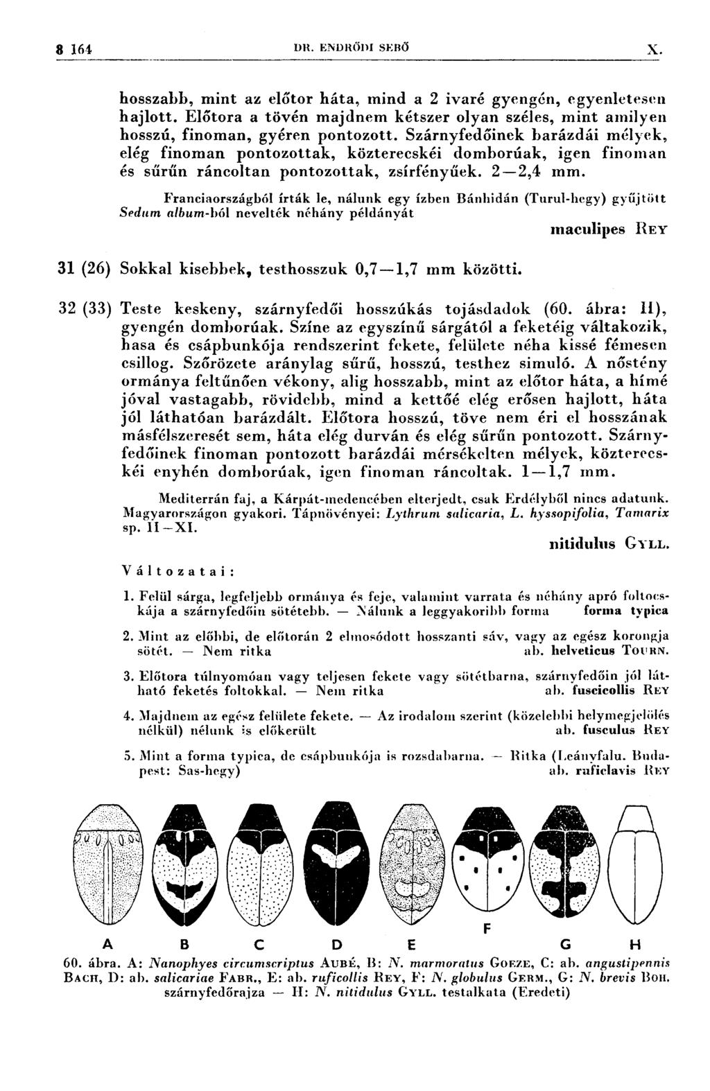 l 1 l 8 16- Dn. ENDRŐDI sı~:eő X, --7 Í 77 7777* 77 77 7777 ***7**~ff:7 7 7 77 7 r 4 7 hosszabb, mint az előtor háta, mind a 2 ivaré gyengén, egyenletesen hajlott.
