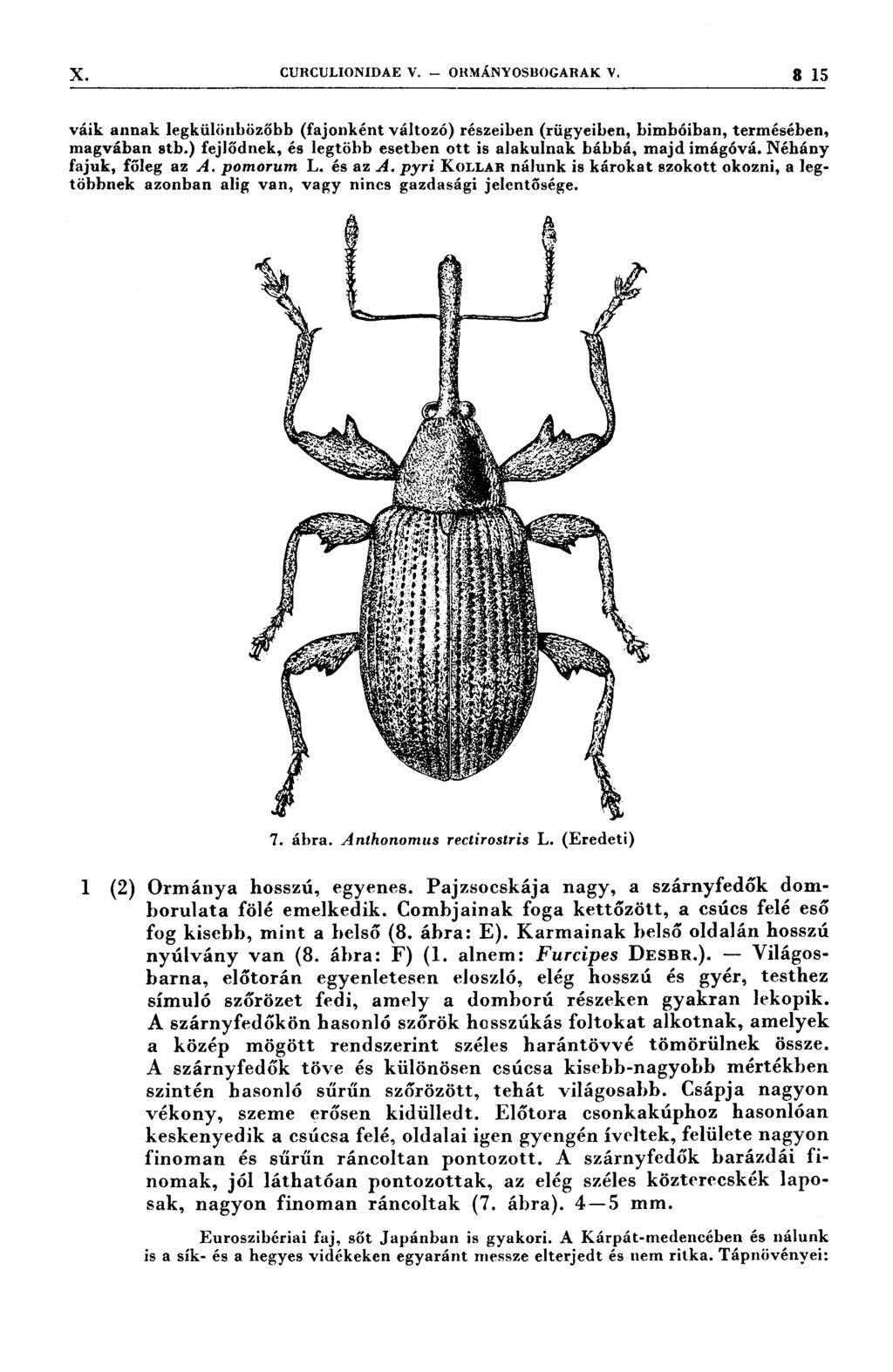 ı X CURCULIONIDAE V. - 0RMÁNY0sı3o(;ARAK V. 3 15 váik annak legkülönbözőbb (fajonként változó) részeiben (rügyeiben, bimbóiban, termésében, magvában stb.