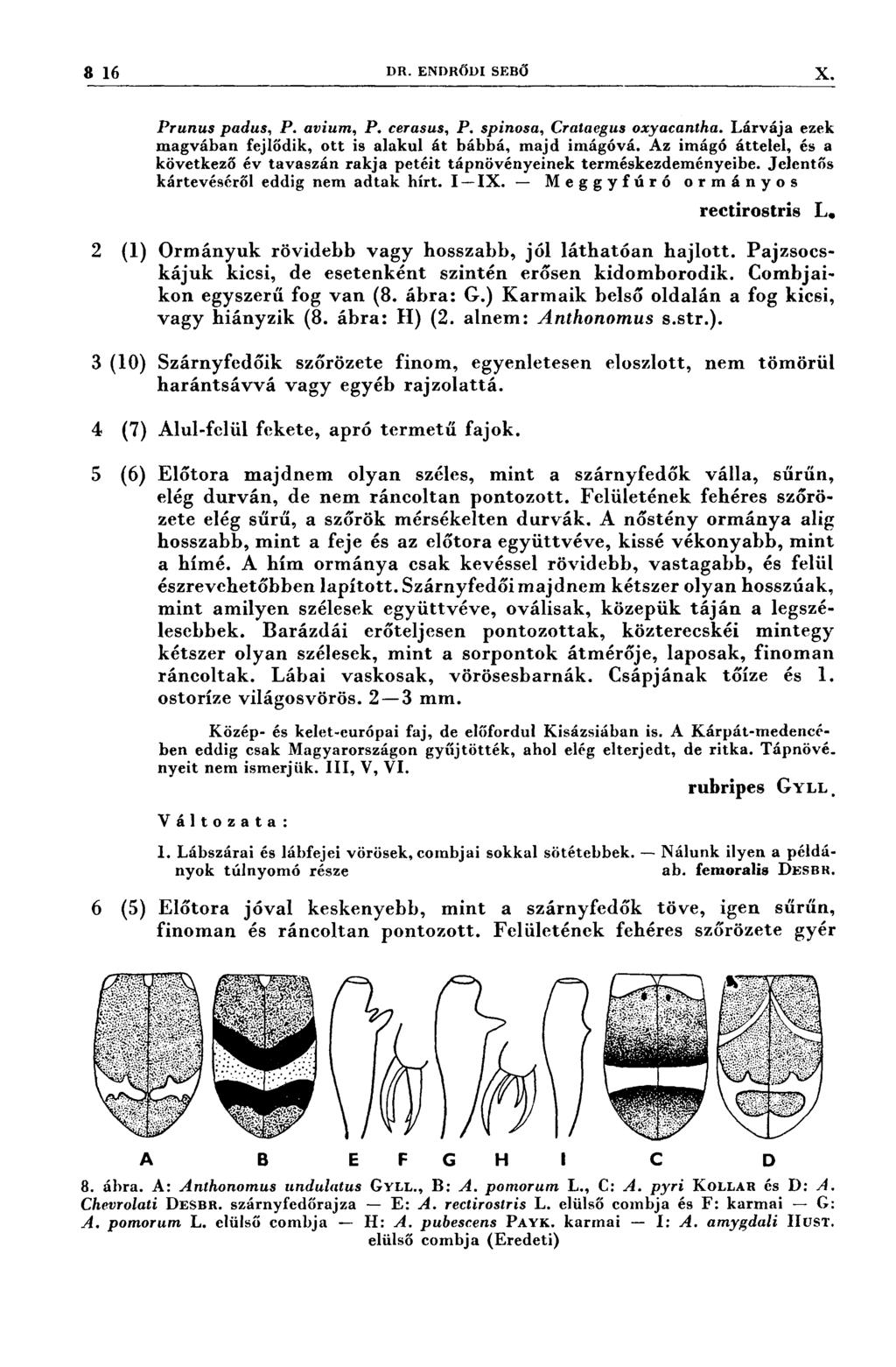 - 816 DR. ENDRŐD1 SEBŐ x 2 (1) 8 (10 4 (7 5 (6) Prunus padus, P. avium, P. cerasus, P. spinosa, Craıaegus oxyacanıha. Lárvája ezek magvában fejlődik, ott is alakul át bábbá, majd imágóvá.