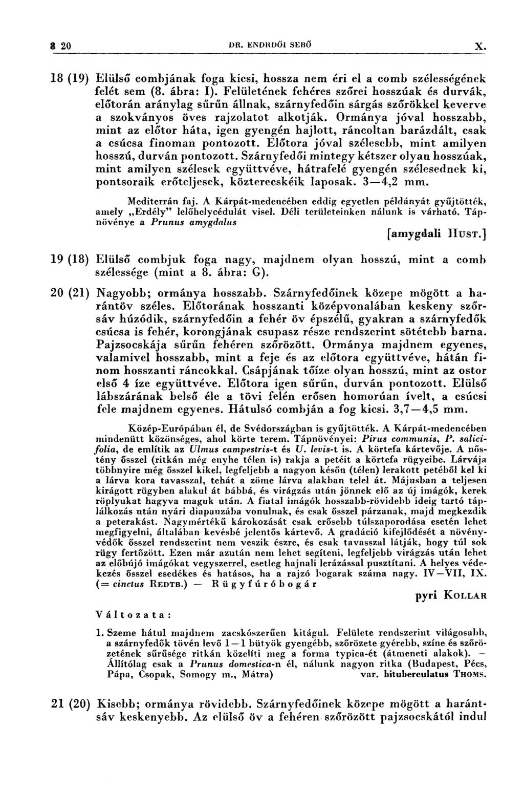 32 Da. ENDRDŐI sızıısö x 18 (19) Elülső combjának foga kicsi, hossza nem éri el a comb szélességének felét sem (8. ábra: I).