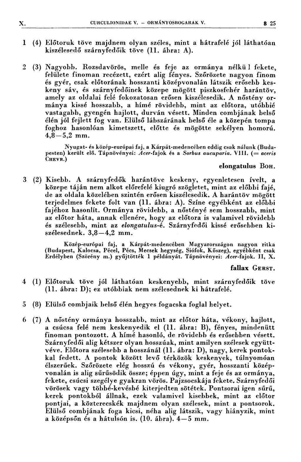 X curculıon1dae V. - ormányosııocaııak V. 3 25 1 (4) Előtoruk töve majdnem olyan széles, mint a hátrafelé jól láthatóan kiszélesedő szárnyfedőik töve (ll. ábra: A). 2 (3) Nagyobb.