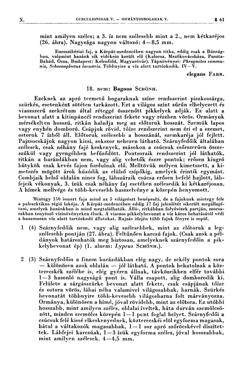 X cuaculıonıdae v. om1ányoseocanak v. 3 61 mint amilyen széles; a 3. íz nem szélesebb mint a 2., nem kétkaréjos (26. ábra). Nagysága nagyon változó: 4-8,5 mm.