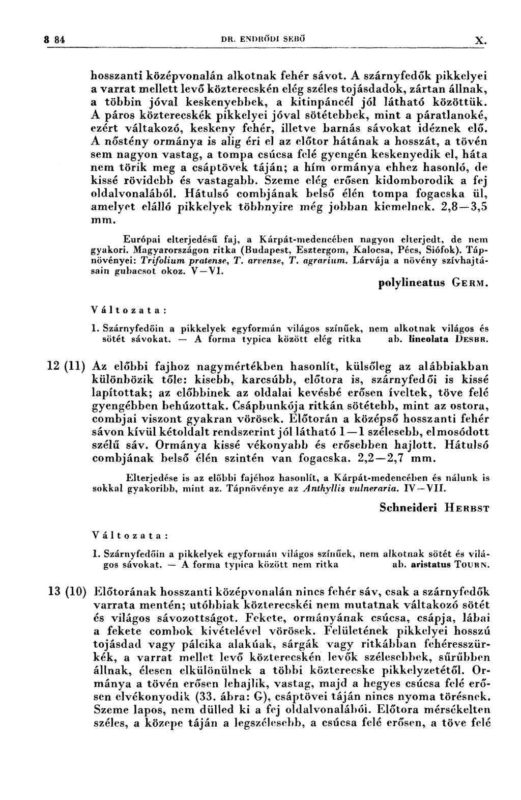 884 DR. ENDRŰDI sznö X hosszanti középvonalán alkotnak fehér sávot.