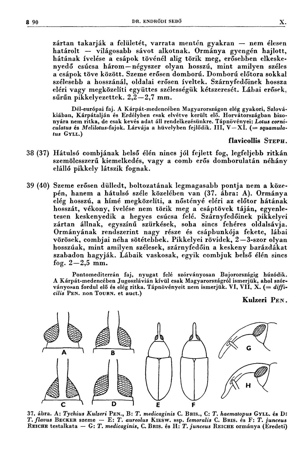 39 DR. ENDRŐDI SERŐ X zártan takarják a felületét, varrata mentén gyakran - nem élesen határolt -- világosabb sávot alkotnak.
