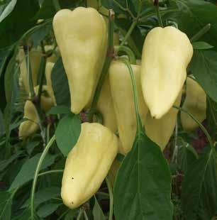 Hazánk legnagyobb felületen termesztett hajtatott paprika típusa a tölteni való paprika.