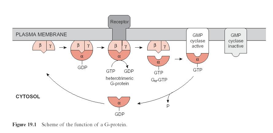 Jelátvitel az eukarióta szervezetekben Ligandumok érzékelése speciális felületi receptorokkal, amelyek a plazma membránban lévı szenzor protein beviteli doménjei (vagy oldékony protein, mely már a