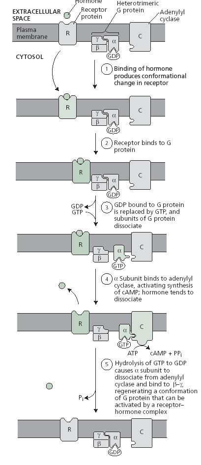 valamilyen funkcionális, jelérzékelésre alkalmas integráns protein) G protein α, β és γ alegységekbıl álló, heterotrimer G-proteinnel (GTP-kötıfehérje),.