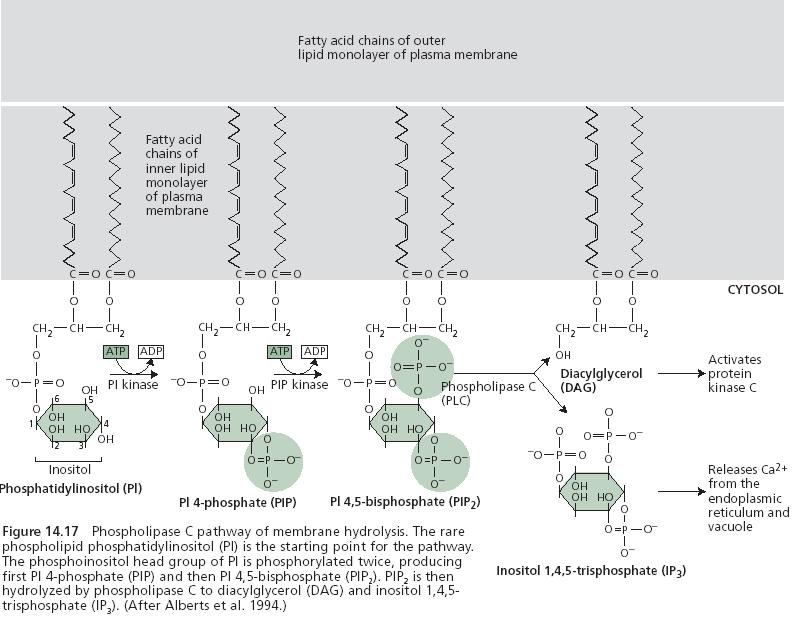 játszik a sejtben lejátszódó jelátvitelben DAG: a C-típusú protein kinázt aktiválja. A C-tipusú protein kinázoknak a további célpotjai: specifikus kinázok, az ún.