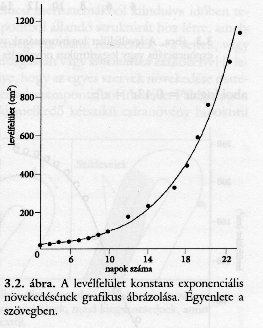 Exponenciális növekedés Linearizált formája L t = L o e r t r = L/(L o t) kamatos kamat analógia A meglévı növényi rész (pl. levélterület, vagy biomassza) újabb növekvı részeket hoz létre.