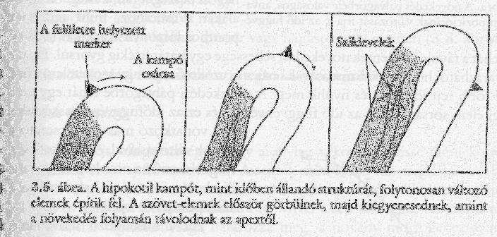 Az elemi részecskék - a sejtek, vagy szövetelemek - mozgása és analízise a mozgástan vagy kinematika eszközeivel is leírható.