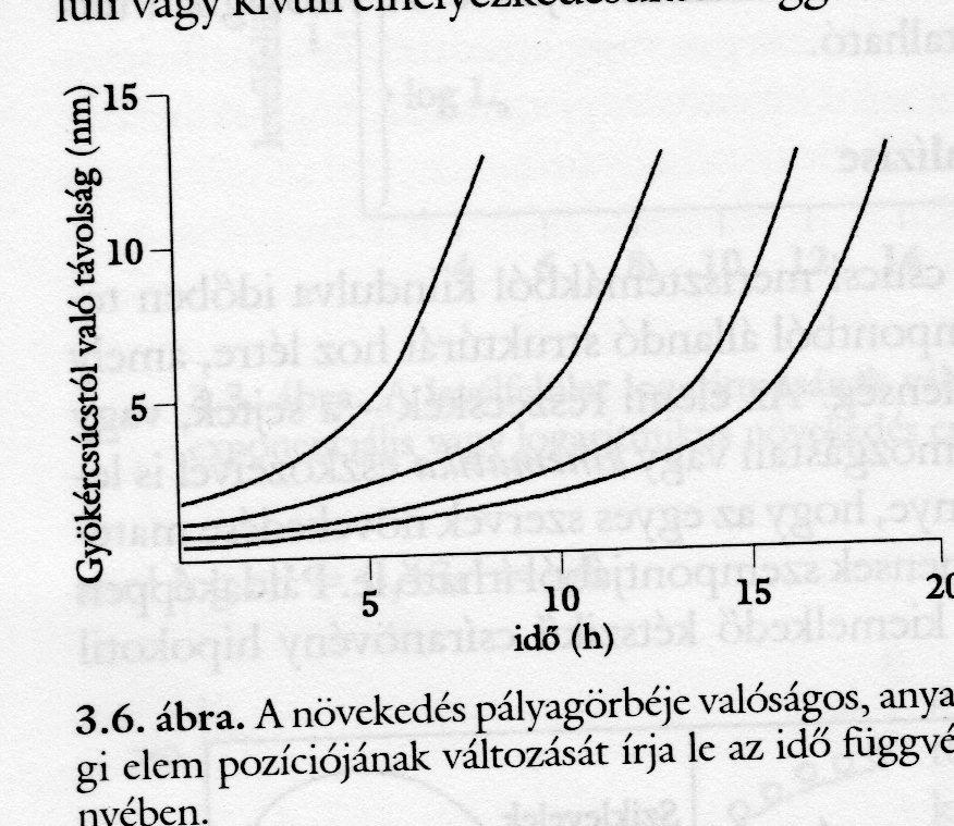 A növekedés általában a növekedési zóna régióban jön létre, a csúcsi merisztémák mind jobban eltávolodnak a bazális résztıl. Ha pl.