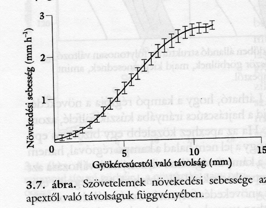 A növekedési sebesség térbeli profilja A növekedés sebessége fokozódik a szöveti elem csúcstól való távolságának a növekedésével, és konstans telítıdési értéket mutat a növekedési zóna bázishoz