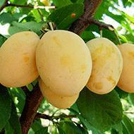 Zlatka Növekedés: középerős-erős Érése: augusztus közepe-vége Gyümölcs: különleges, gyümölcsei átlagosan 24 g-osak; héja és húsa egyaránt aranyló sárga; ezért kiváló