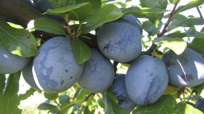 Tophit Növekedés: középerős-erős, bármilyen korona megfelelő Virágzás: középkorai, részben öntermékeny, esőre nem érzékeny; megporzói Haroma, Presenta, Topper Érési idő: szeptemberben, President után