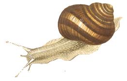 Puhatestűek (Mollusca) - PDF Ingyenes letöltés