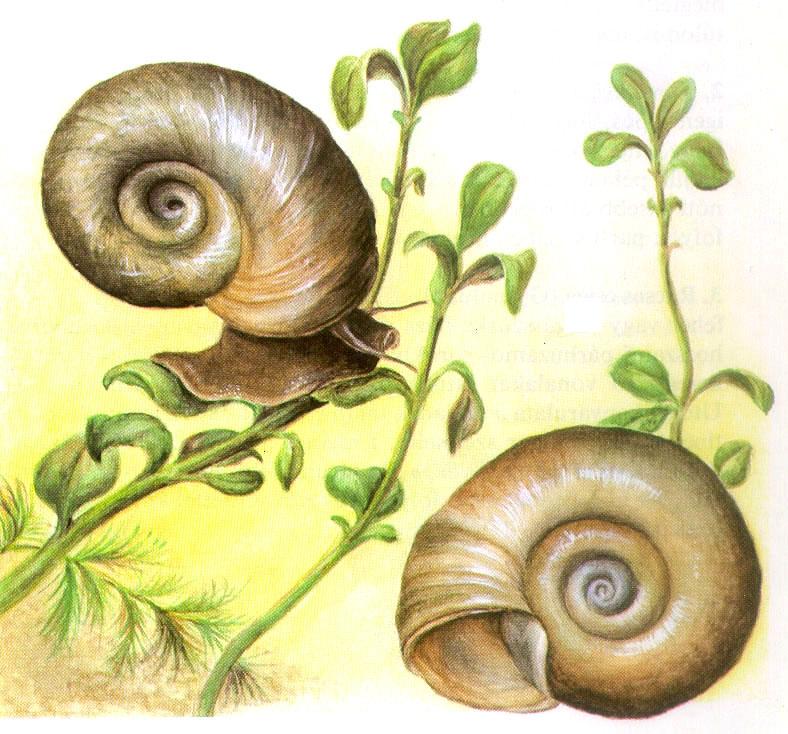 Planorbidae - tányércsigák tányércsiga