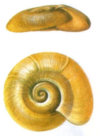 Planorbarius corneus nagy tányércsiga