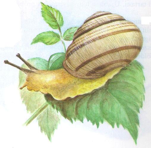 A sávos csiga (Cepaea vindobonensis [Férussac, 1821])