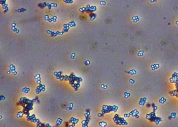 A BactoFil termékekben lévő több törzs, de különösen a Pseudomonas fluorescens intenzíven vonják el a vasat Fe-kelátokat képezve más mikroorganizmusok pl. a Fusarium vagy Sclerotinia elől.