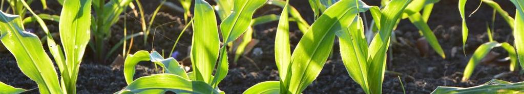 Stratégiai PArtnerünk Contivo program a Syngentától Mi a Contivo?