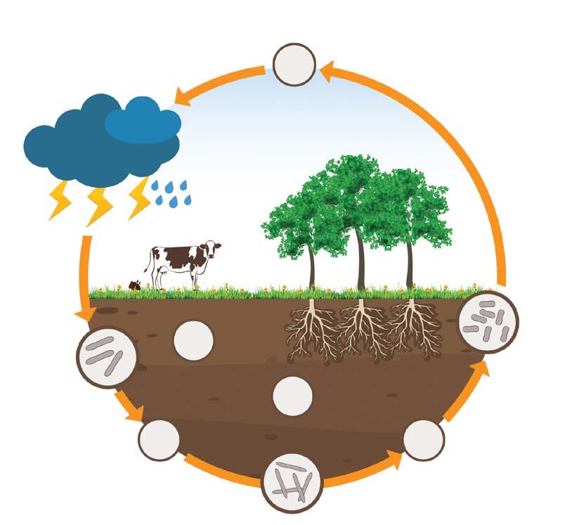 A talajoltás hatásai Felvehető tápanyagok biztosítása A BactoFil termékek a nitrogént a talaj pórusaiban lévő levegőből kötik meg, majd vízben jól oldódó ammónium-ionná alakítják át és így az a