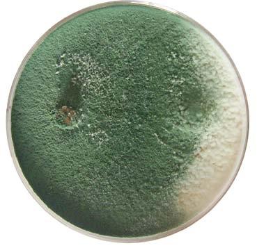 TrichoMAX Mikrobiológiai készítmény A TrichoMax-ban lévő Trichoderma asperellum gomba biokontroll hatásának különböző formái: 1.