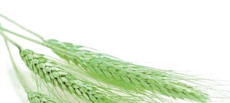 Algafix MicroFull Biostimulátor kezelés hatása őszi búzára (Cibakháza, AGRO.bio Demo Farm, 2017. 06. 20.) Az AGRO.