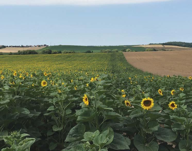 TÖRZSÁLLOMÁNY GARANCIA ÉS CSÍRASZÁM Kezelés napraforgóban Környe, Jordán Attila, 2016 Az Algafix biostimulátorban lévő kinetinek képesek serkenteni a növény fiziológiai folyamatait, fokozzák a