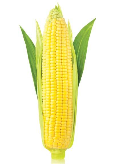 TÖRZSÁLLOMÁNY GARANCIA ÉS CSÍRASZÁM Algafx + MicroFull kezelés hatása hibrid kukoricában (Cibakháza, AGRO.bio Demo Farm, 2017. 09. 06.