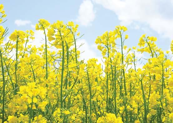 Algafix AminoBór Magas bór-etanolamin tartalmú lombtrágya a virágzás és a terméskötődés elősegítésére.
